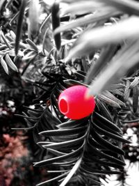 Close-up of red balloons