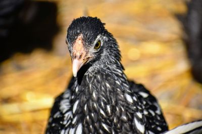 Close-up of a bird