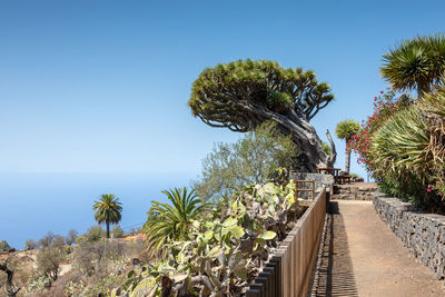 Plants growing by sea against clear sky