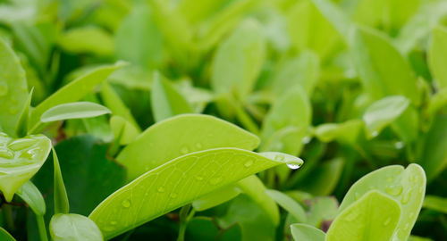 Close-up of water drops on leaves