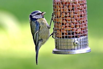 Close-up of bird perching on a feeder