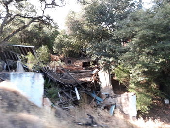 Plants by abandoned building in forest