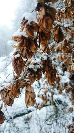 Close-up of frozen leaves during winter