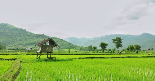 Hay bales on agricultural field against sky