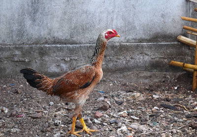 Side view of a rooster