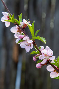 Close-up of pink cherry blossom