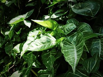 High angle view of green leaves on plant