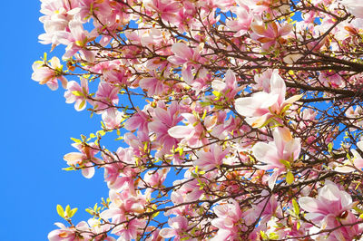 Low angle view of cherry blossoms in spring