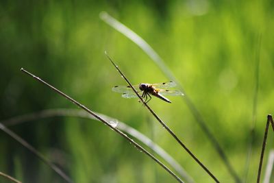 Close-up of damselfly on plant