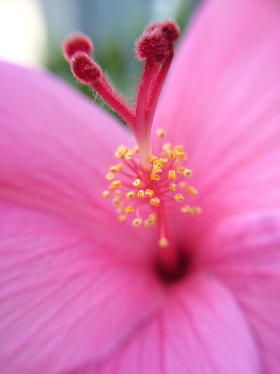 flower, petal, freshness, flower head, fragility, beauty in nature, growth, close-up, pink color, stamen, pollen, single flower, nature, blooming, macro, in bloom, blossom, selective focus, pink, focus on foreground