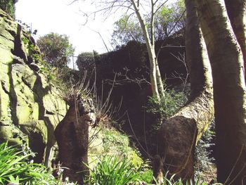 Trees in forest