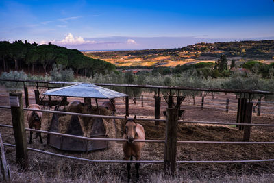 Horse by railing against sky