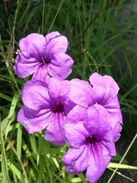 Close-up of purple iris blooming outdoors