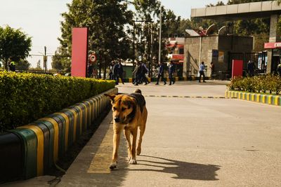 Dog in park