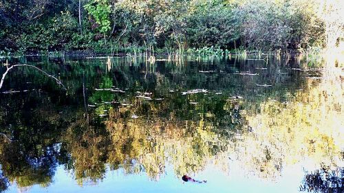 Reflection of trees in water