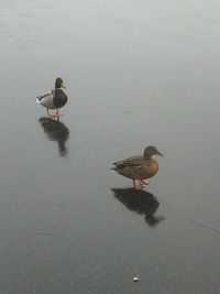 High angle view of two ducks in lake