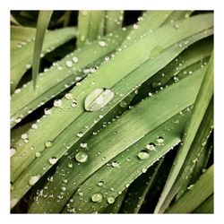 Close-up of water drops on leaf