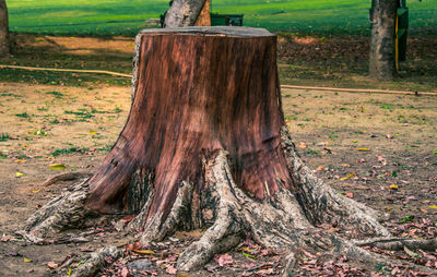 Close-up of tree stump