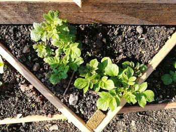 High angle view of plants growing in garden