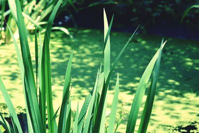 Close-up of fresh green grass in field