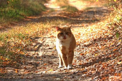 Portrait of a cat on field