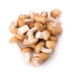 High angle view of mushrooms on white background