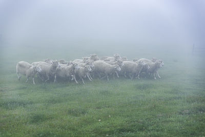 View of an animal on field