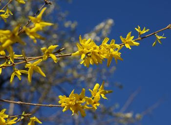 Close-up of yellow flowering plant against blue sky