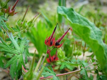 Close-up of insect on plant