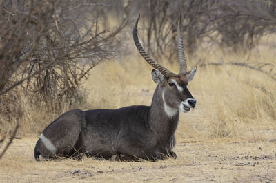 Deer standing on field