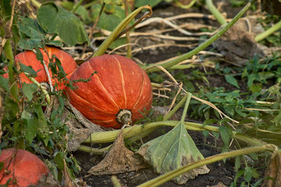 Close-up of pumpkin on plant in field