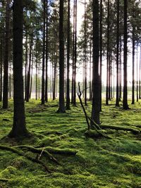 Trees in forest