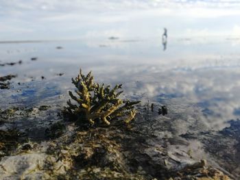 Corals in the tide