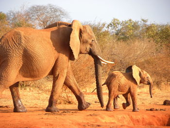 Elephant standing by tree against sky