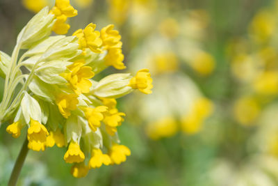 Close-up of yellow flowering plant