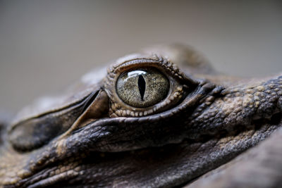 Close-up eye of ceocodile sinyulong
