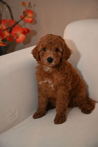  the cutest labradoodle ever 