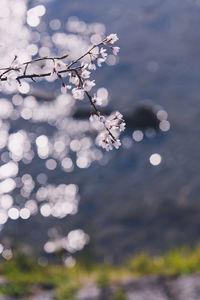 Close-up of cherry blossom tree