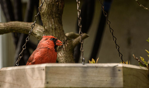 Close-up of cardinal bird perching on wood