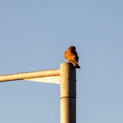 Low angle view of bird perching on wooden post against sky