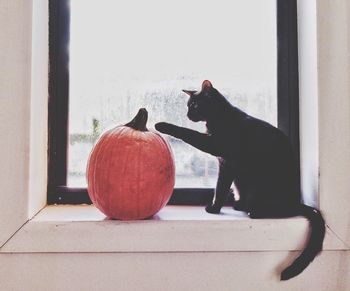 Side view of black cat playing with pumpkin at window sill