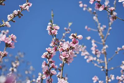 Low angle view of pink flowers blooming against sky