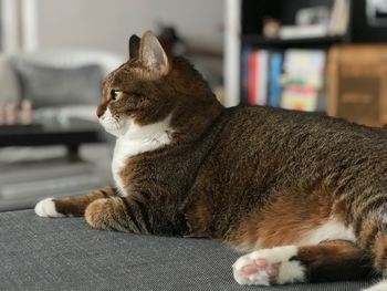 Close-up of a cat looking away at home