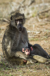 Close-up of monkey with young sitting on land