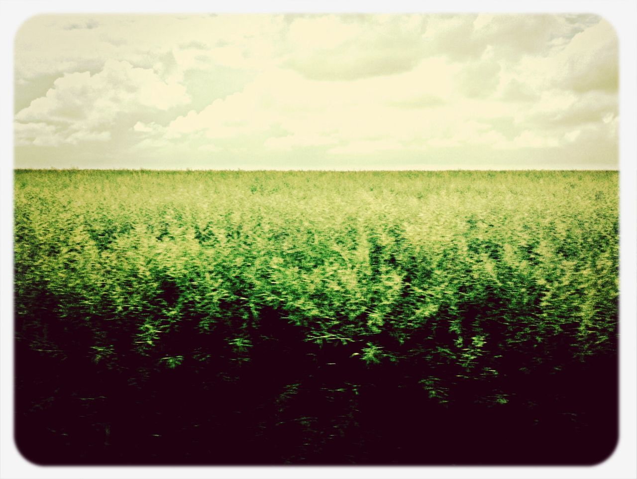 field, transfer print, landscape, tranquil scene, agriculture, tranquility, rural scene, auto post production filter, beauty in nature, sky, scenics, nature, growth, farm, cloud - sky, green color, grass, crop, horizon over land, plant