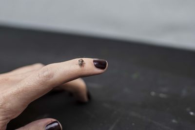 Close-up of bug on hand