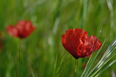 Close-up of red poppy flower on field