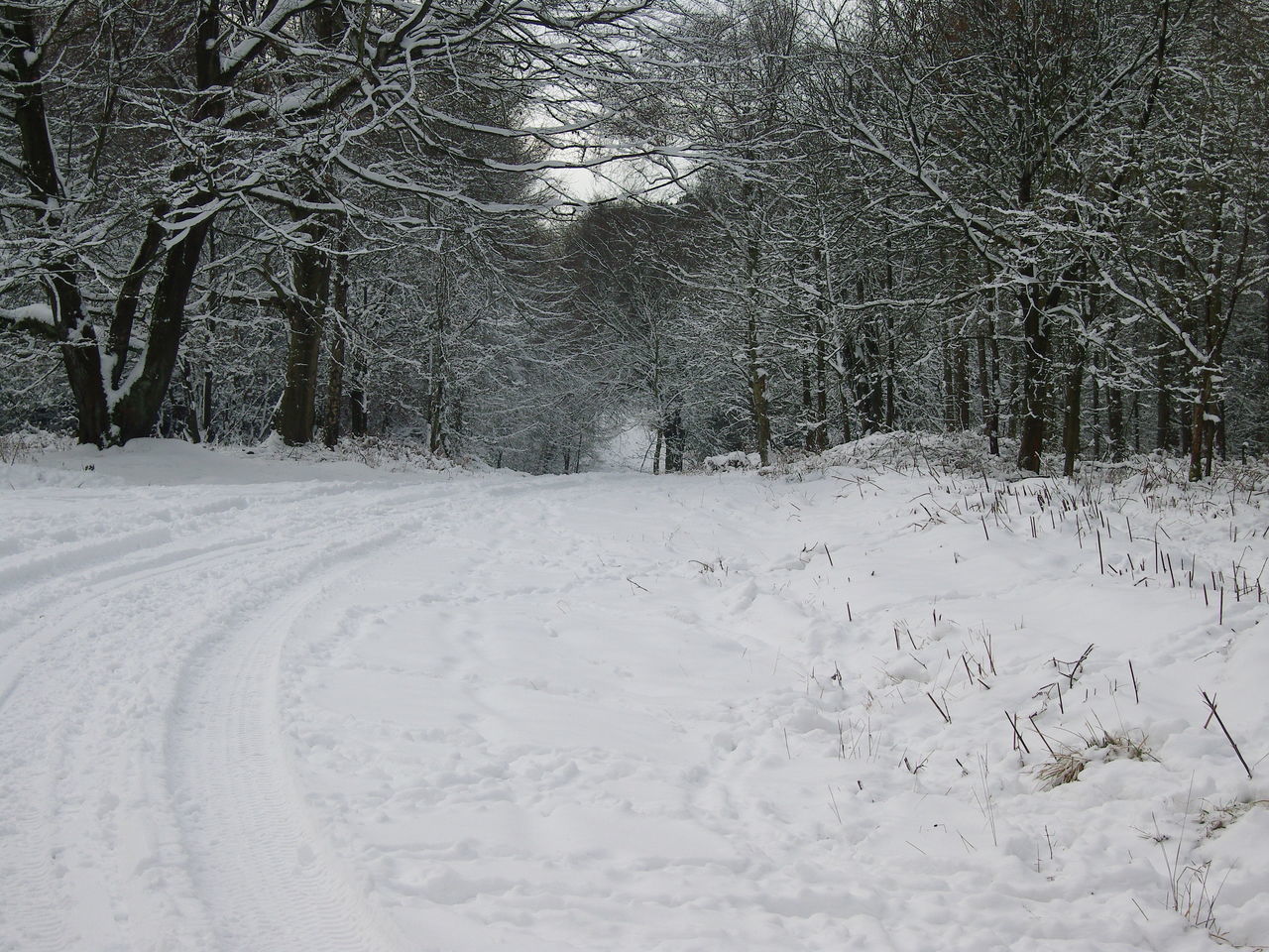 Snow in woods