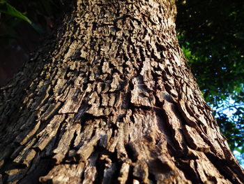 Close-up of tree stump