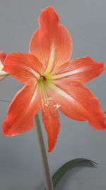 Close-up of red flower